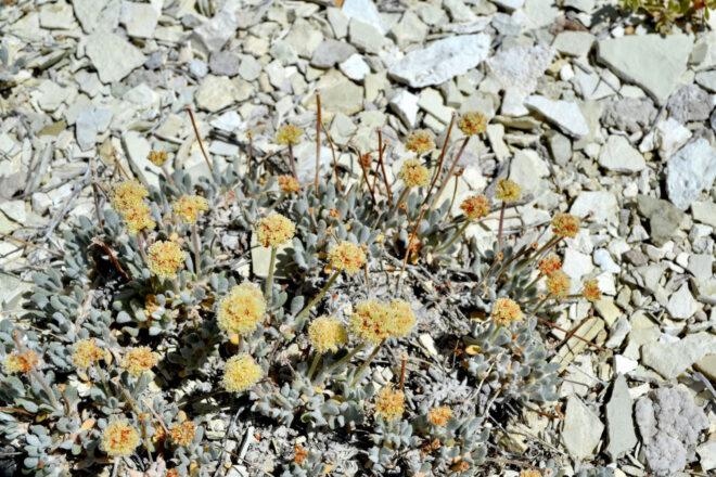 Tiehm's Buckwheat, a rare species of wildflower, growing among rocks