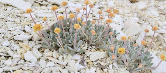 Tiehm's Buckwheat, a rare species of wildflower, growing among rocks