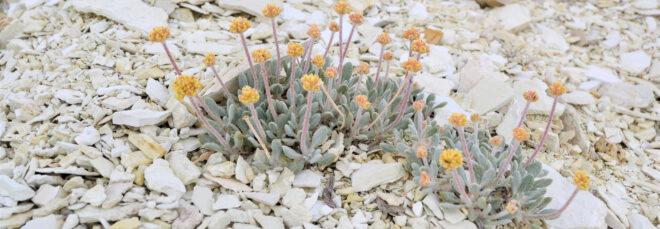 Tiehm's Buckwheat, a rare species of wildflower, growing among rocks