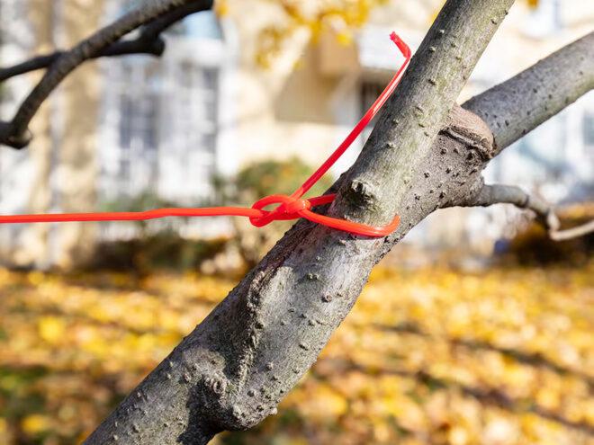 plastic rope tied around tree branch
