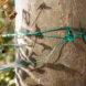 green string tied around tree