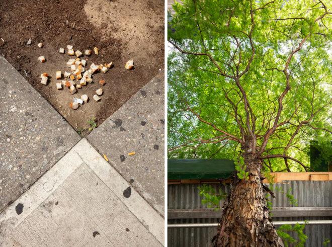 food placed around base of tree