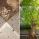 food placed around base of tree
