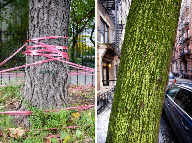 pink ribbon tied around tree