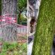 pink ribbon tied around tree