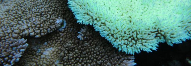 bleached coral reef underwater