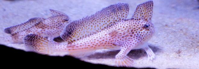 spotted handfish in an aquarium