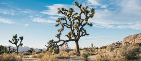 joshua tree in a desert