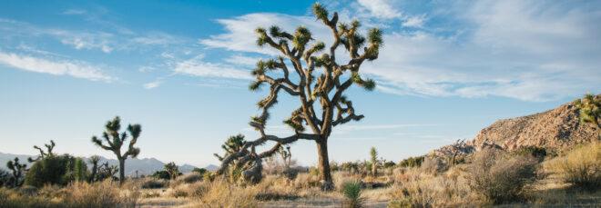 joshua tree in a desert