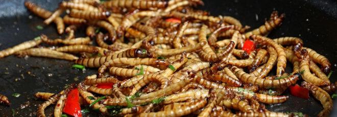mealworms in a pan with green and red herbs and vegetables