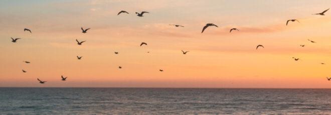 migratory birds flying over ocean at sunset