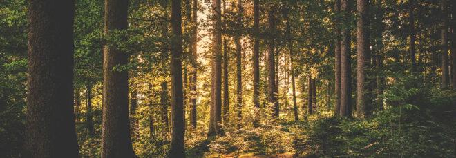 a forested landscape with light streaming through the trees