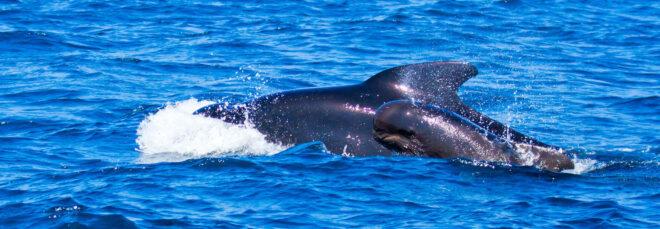 pilot whales swimming in ocean