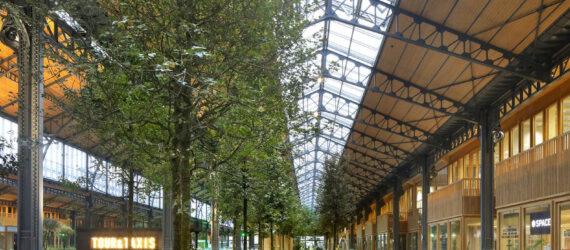 A row of green trees and groun cover inside an indoor shopping center.