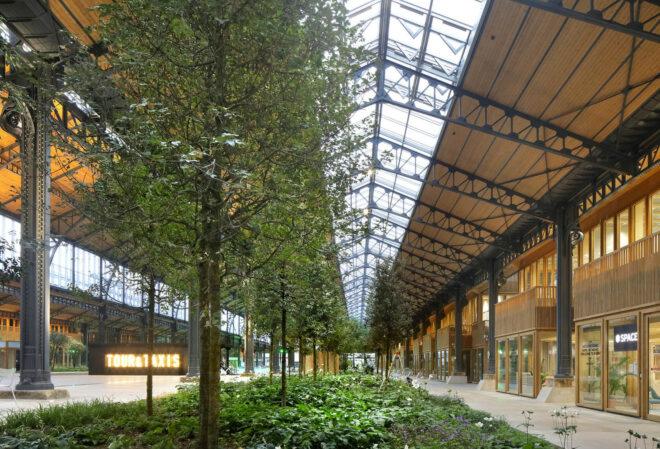 A row of green trees and groun cover inside an indoor shopping center.
