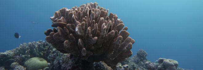 bleached coral in Great Barrier Reef