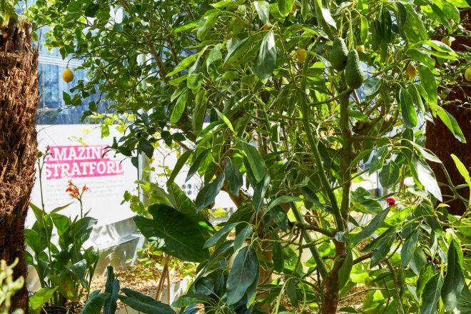 avocados growing on a tree