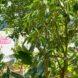 avocados growing on a tree