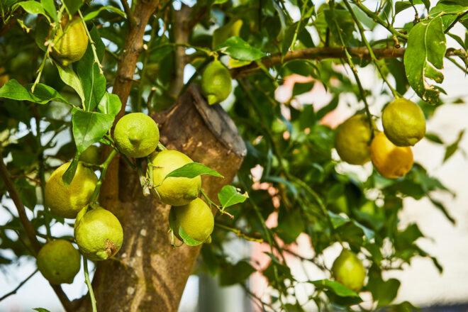 lemons growing on a tree