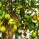 lemons growing on a tree