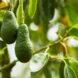closeup of growing avocados