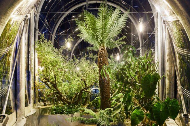 leafy tropical plants inside a greenhouse at night