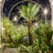 leafy tropical plants inside a greenhouse at night