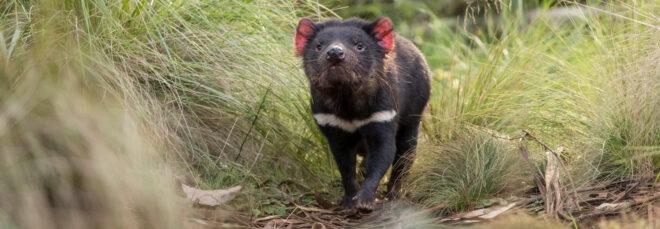 Tasmanian Devil walking through tall grasses