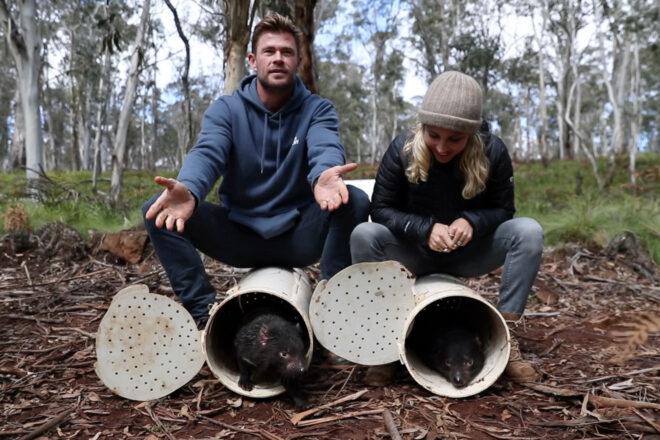 Actors Chris Hemsworth and Elsa Pataky releasing Tasmanian devils into the wild