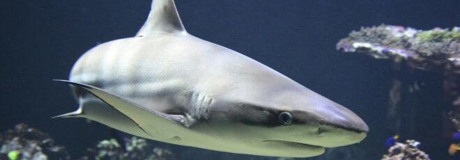 a shark in water, staring at the viewer.