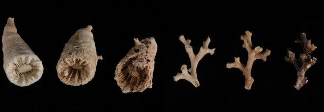 six coral fossils on black background