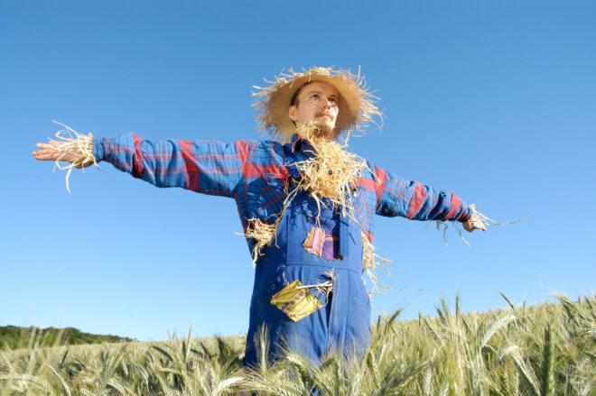 person dressed as scarecrow in a corn field