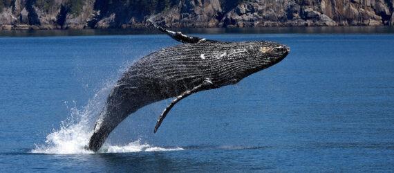 Humpback whale breaching
