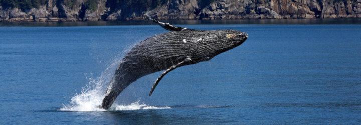 Humpback whale breaching