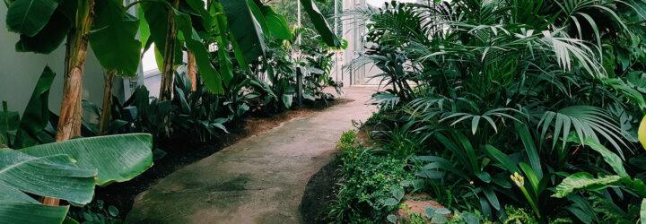 A pathway through a green garden.