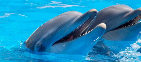 two dolphins poking their heads out of the water