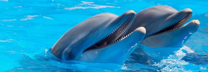 two dolphins poking their heads out of the water