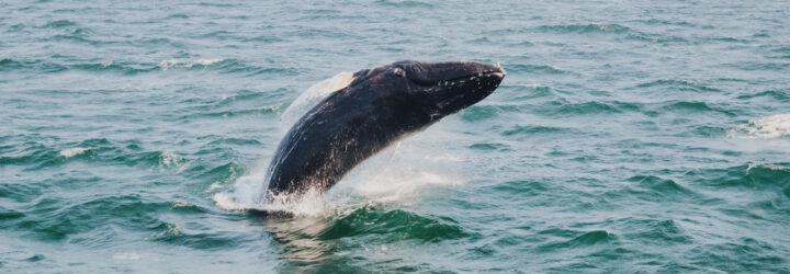 a breaching whale off the coast of Maine