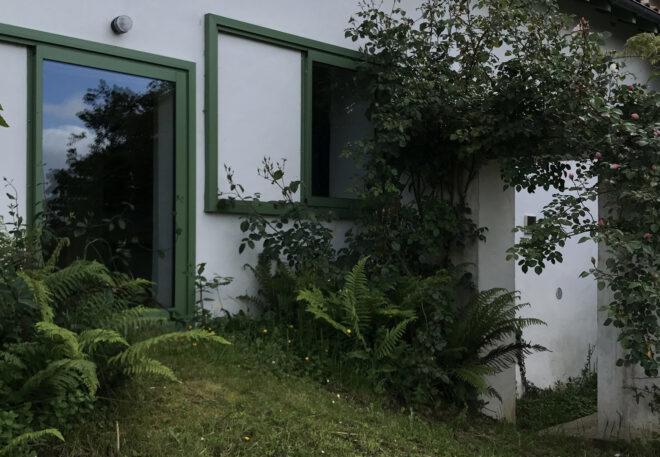 Greenery near an exterior window.