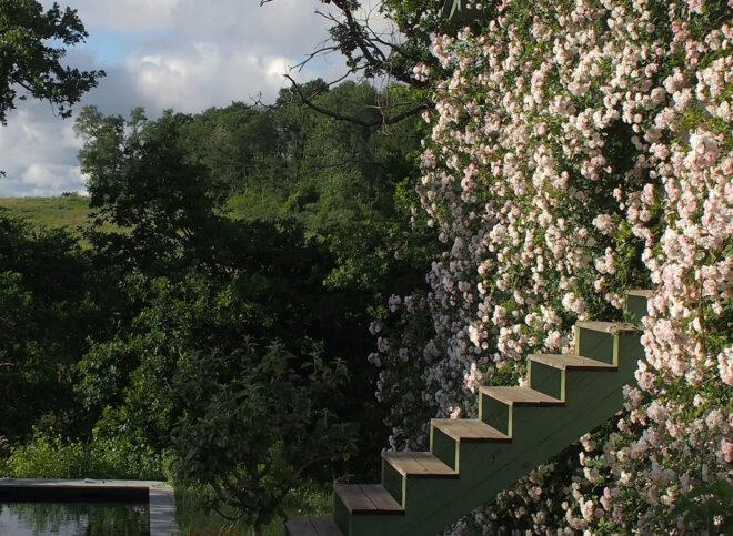 A stairwell leading down to an area full of flowers.