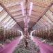 An interior room with purple accents and plants growing.