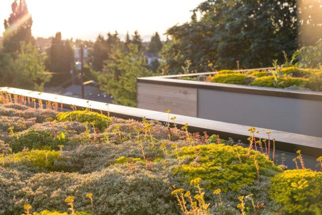 A close-up of greenery on the roof.