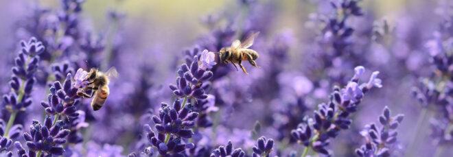 two bees on lavender plants