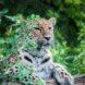 big-cats-1632703_1920