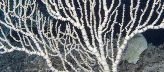 Keratoisis bamboo coral