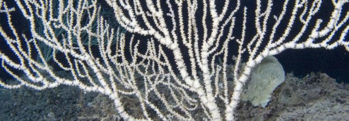 Keratoisis bamboo coral