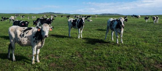 dairy cows in a grassy field