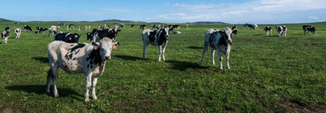 dairy cows in a grassy field