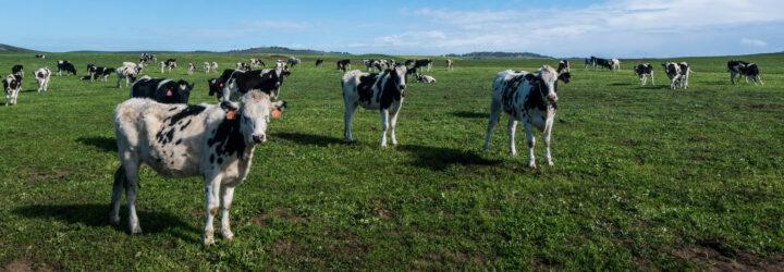 dairy cows in a grassy field