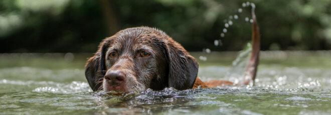 brown dog swimming in water